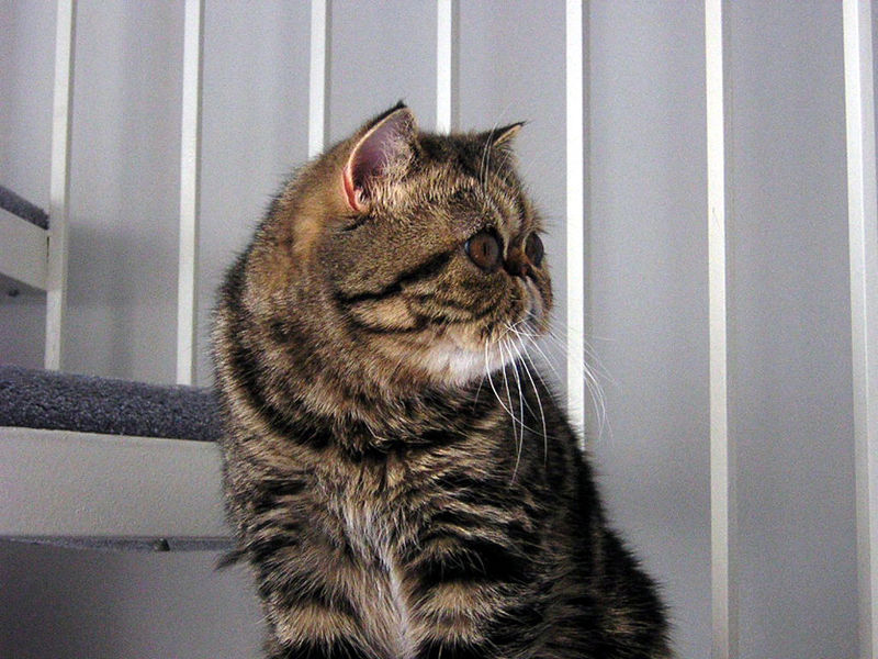 Топ-5 кішок із наймилішими плоскими мордочками